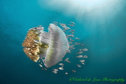 Mother Ship
Pelagic jelly fish cruises the waters near  ... by Gabriel De Leon Jr 